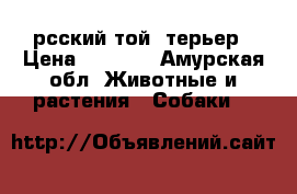 рсский той  терьер › Цена ­ 8 000 - Амурская обл. Животные и растения » Собаки   